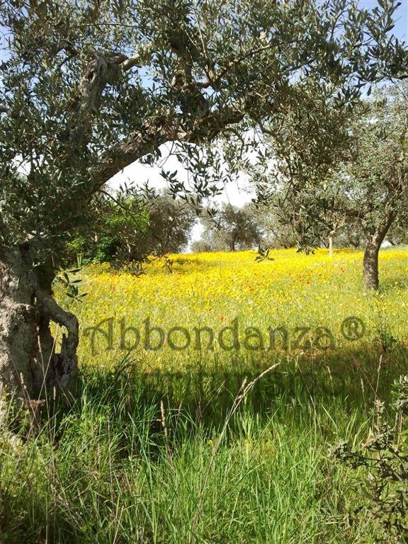 Agriturismo Abbondanza Villa Alberobello Buitenkant foto
